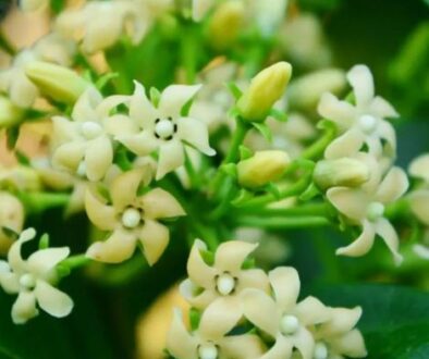 Gymnema sylvestre