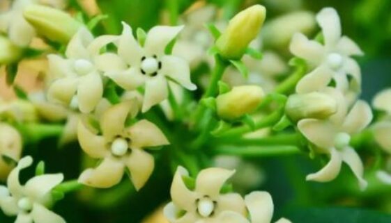 Gymnema sylvestre