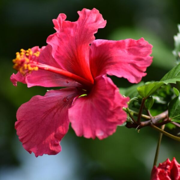 Hibiskus