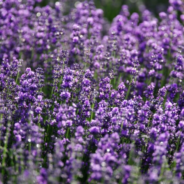 Lavanda