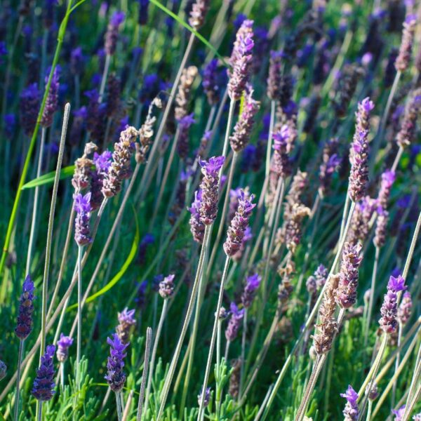 Lavanda