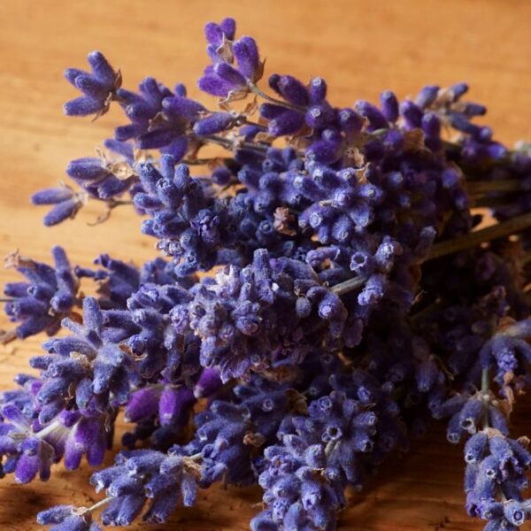 Lavanda - Image 3